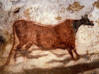 Vache rouge a tête noire lascaux location vacance dordogne